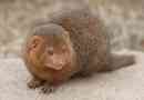Mongoose - kígyó győztes